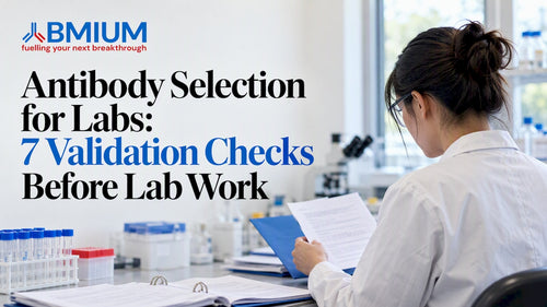 Scientist reviewing antibody validation records