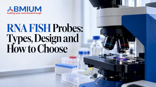 Fluorescence microscope imaging fixed cells for RNA FISH