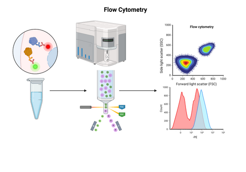 Overview of Flow Cytometry Procedure
