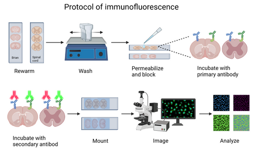 Immunofluorescence protocol figure