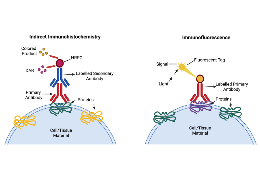 Overview of Immunohistochemistry Procedure