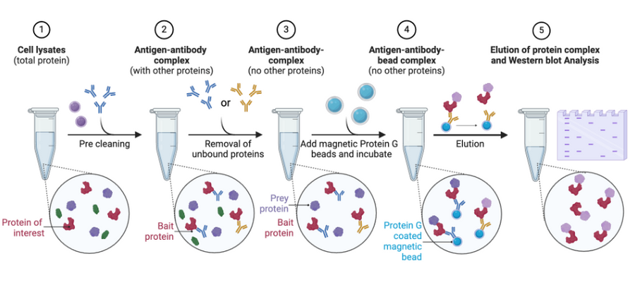 Principle of Immunoprecipitation
