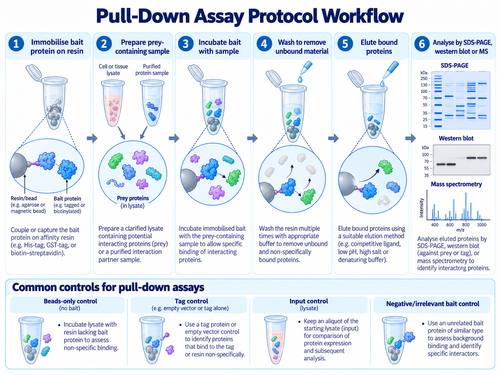 Protein pull-down assay protocol workflow
