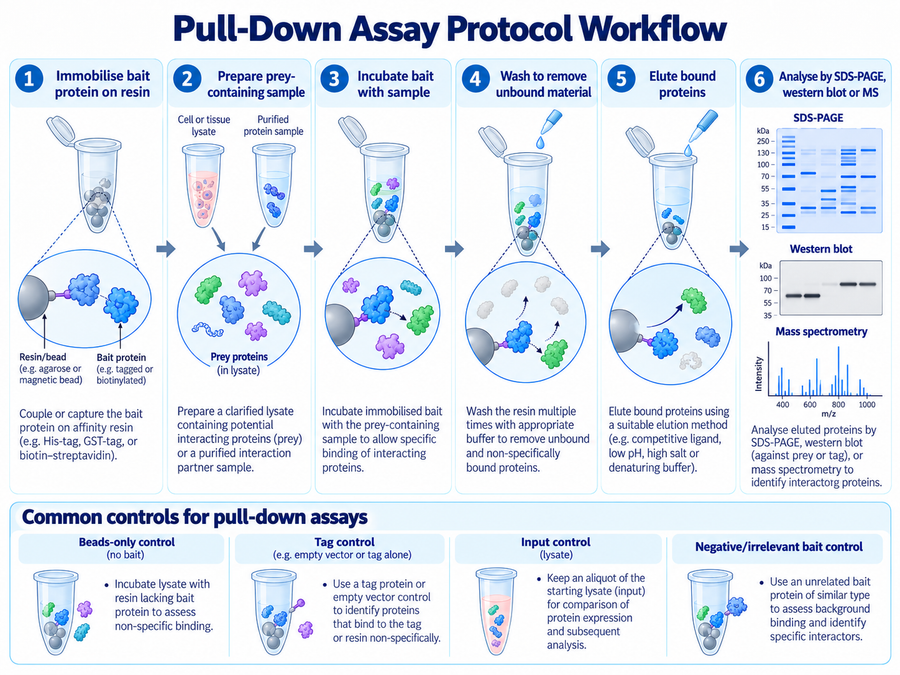 Protein pull-down assay protocol workflow