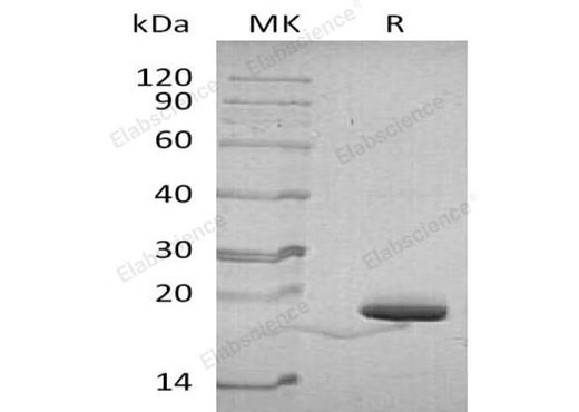> 95 % as determined by reducing SDS-PAGE.