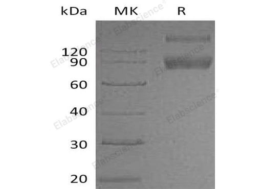 > 80 % as determined by reducing SDS-PAGE.
