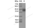 > 95 % as determined by reducing SDS-PAGE.