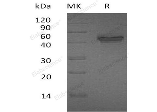 > 95 % as determined by reducing SDS-PAGE.