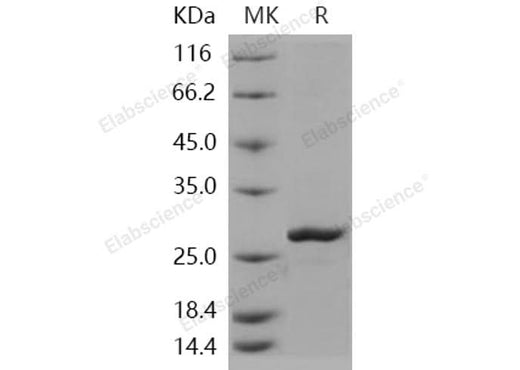 > 92 % as determined by reducing SDS-PAGE.