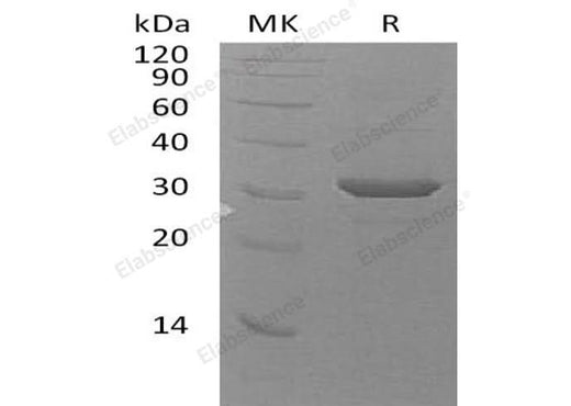 > 90 % as determined by reducing SDS-PAGE.
