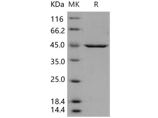 > 90 % as determined by reducing SDS-PAGE.