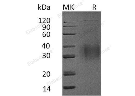 > 95 % as determined by reducing SDS-PAGE.