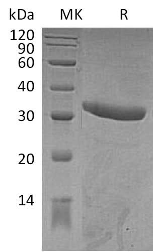 Recombinant Mouse IgG2a-Fc Protein (aa 99-330) - ABMIUM