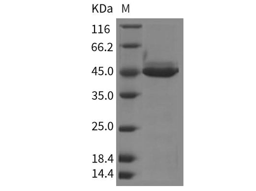 Recombinant Mouse YM1/ECF-L/Chil3 Protein (His Tag) - ABMIUM
