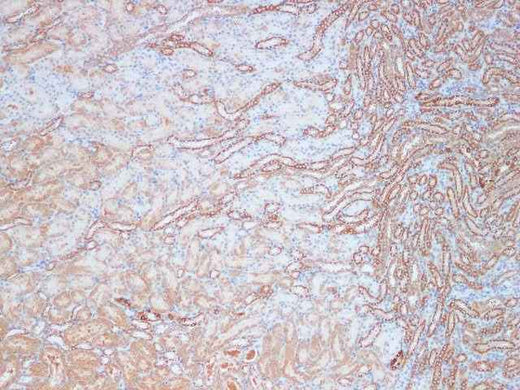 Anti-Mouse/Rat KLK10 Antibody