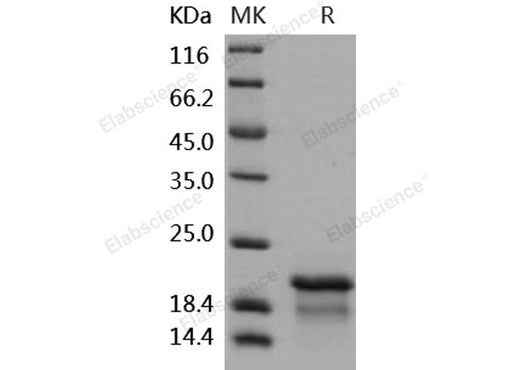 > 90 % as determined by reducing SDS-PAGE.