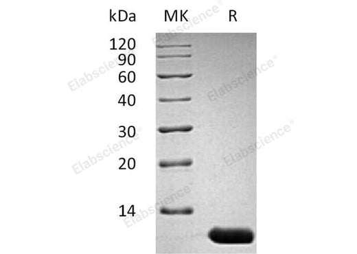 Recombinant Mouse Interleukin-13/IL-13 Protein - ABMIUM
