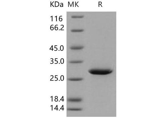 > 97 % as determined by reducing SDS-PAGE.