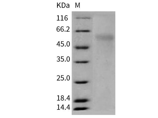 > 90 % as determined by reducing SDS-PAGE.