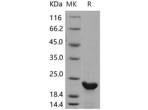 > 90 % as determined by reducing SDS-PAGE.