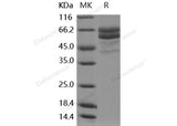 > 85 % as determined by reducing SDS-PAGE.