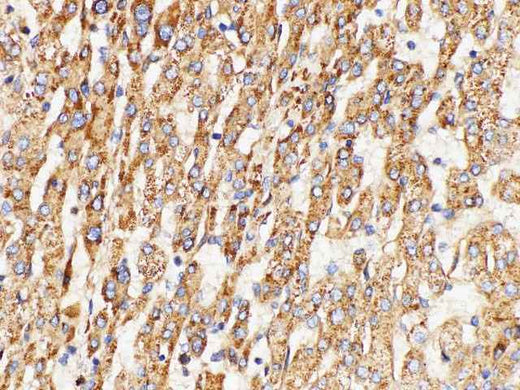 Anti-Human GPNMB Antibody