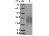 > 95 % as determined by reducing SDS-PAGE.