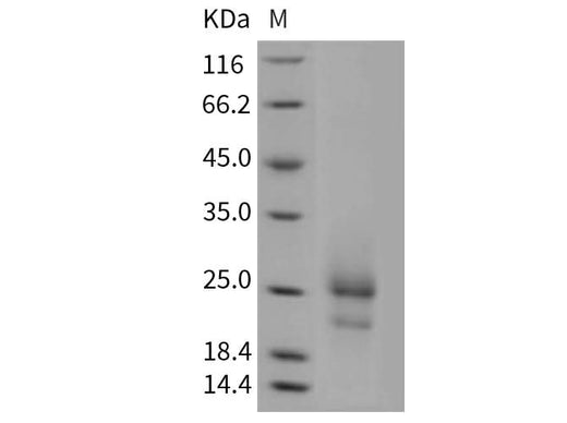 > 90 % as determined by reducing SDS-PAGE.