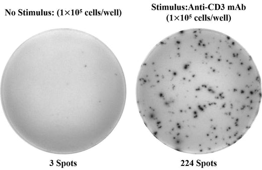 Human IL-5 (Interleukin 5) ELISPOT Kit - ABMIUM