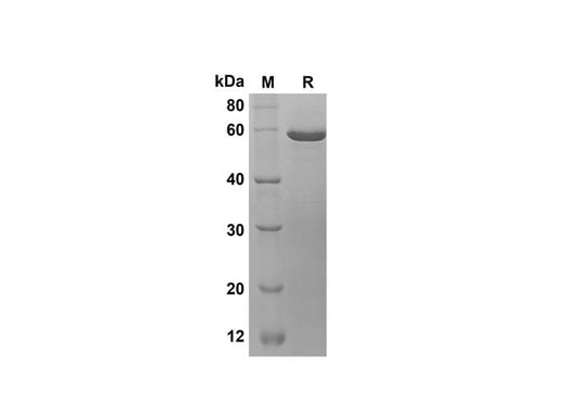 SDS-PAGE analysis of Pennsylania firefly Luciferase proteins, 2 μg/lane of Recombinant Pennsylania firefly Luciferase proteins was resolved with SDS-PAGE under reducing conditions, showing bands at 60 kDa.