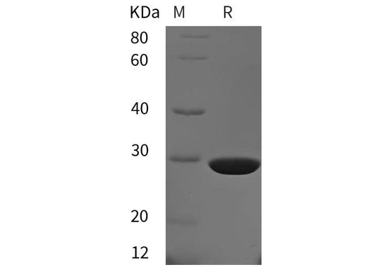 SDS-PAGE analysis of Rat gsta1 proteins, 2 μg/lane of Recombinant Rat gsta1 proteins was resolved with SDS-PAGE under reducing conditions, showing bands at 29 kDa.