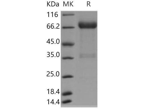 > 90 % as determined by reducing SDS-PAGE.