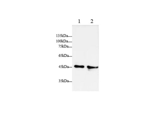 Anti-Human APOA4 Antibody - ABMIUM