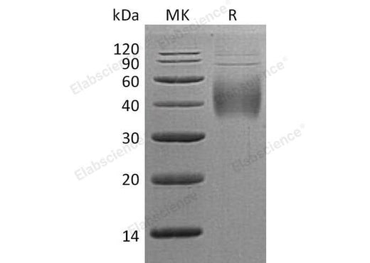 > 95 % as determined by reducing SDS-PAGE.