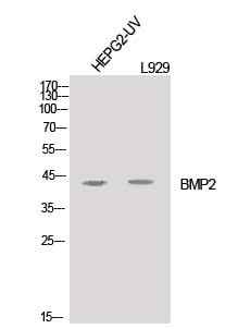 Anti-Human/Mouse/Rat BMP2 Antibody