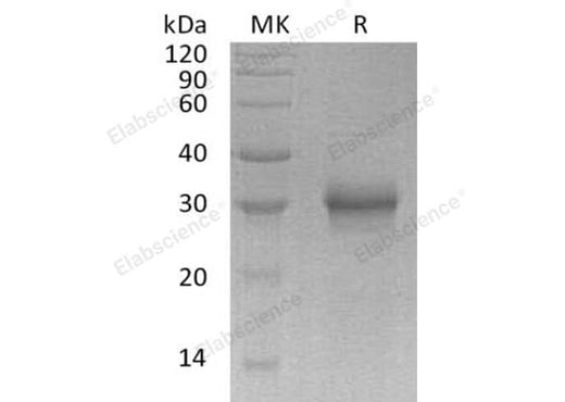 > 95 % as determined by reducing SDS-PAGE.