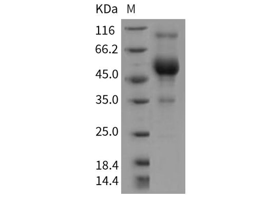 > 76 % as determined by reducing SDS-PAGE.