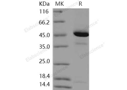 > 90 % as determined by reducing SDS-PAGE.