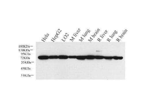 Western Blot analysis of various samples using HSPA1A Polyclonal Antibody at dilution of 1:500.