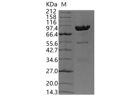 > 85 % as determined by reducing SDS-PAGE.
