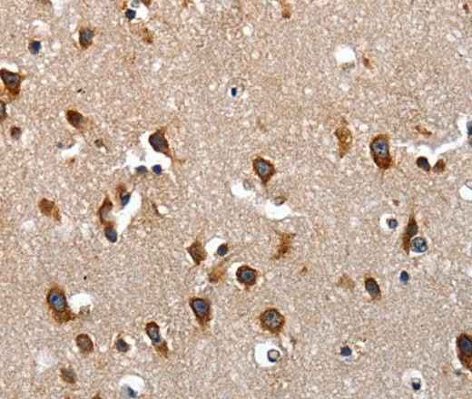Anti-Human LAMA1 Antibody