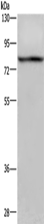 Anti-Human c-Rel Antibody - ABMIUM