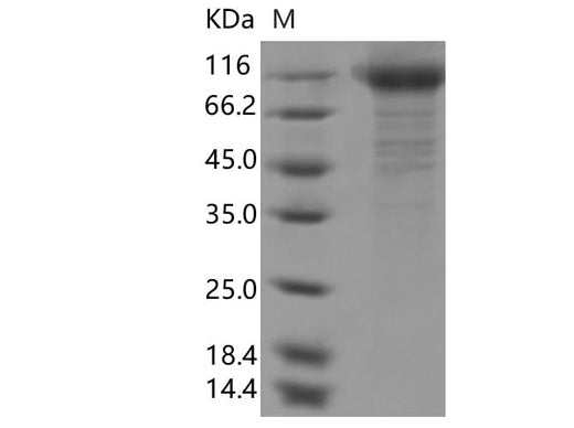 > 85 % as determined by reducing SDS-PAGE.