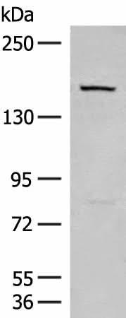 Western blot analysis of 293T cell lysate using LEPR Polyclonal Antibody at dilution of 1:250