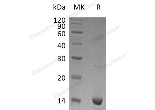 > 95 % as determined by reducing SDS-PAGE.