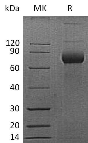 Recombinant Mouse CD38 Protein (Fc Tag) - ABMIUM