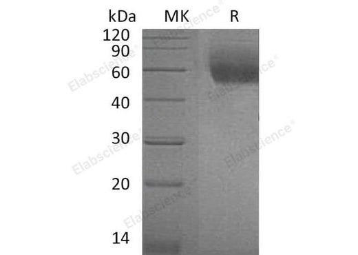 > 95 % as determined by reducing SDS-PAGE.