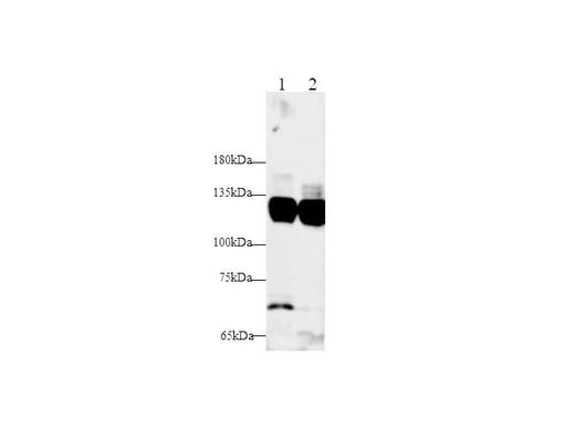 Anti-Mouse/Rat IFNAR1 Antibody - ABMIUM