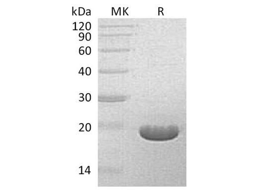 Recombinant Streptomyces hygroscopicus Bar Protein - ABMIUM
