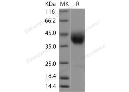> 95 % as determined by reducing SDS-PAGE.